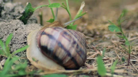 The snail creep on grass Video stock 51612199
