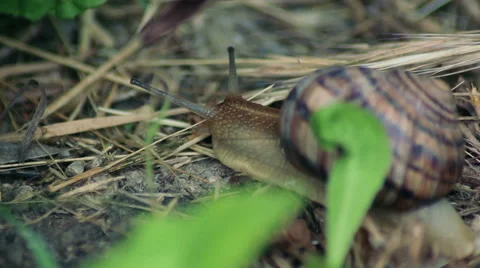 The snail creep on grass Stock Footage 51629026