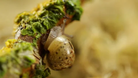 Snail creeping Video stock 120691447