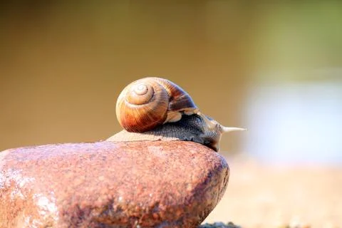 The snail is creeping Stock Photos