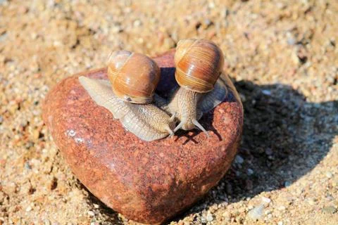 The snail is creeping Stock Photos