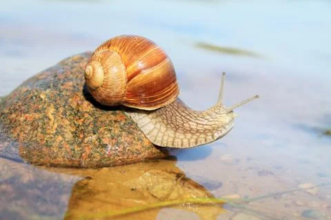 The snail is creeping Stock Photos