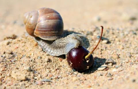 The snail is creeping Stock Photos