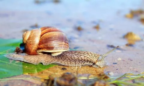 The snail is creeping Stock Photos