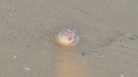 Snail creeping on the sandy beach. Stock Footage 53202641