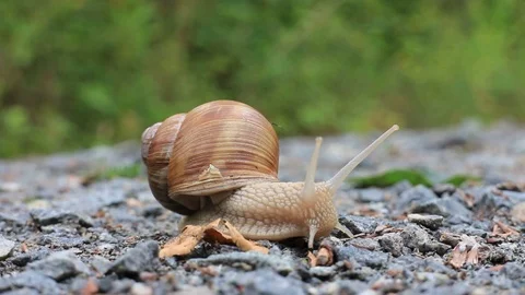 Snail creeping slowly from left to right Stock Footage 102444291