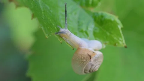 Snail creeps on the edge of a green leaf Stock Footage 87857236