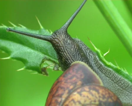 The snail creeps on a grass Stock-Footage 667038