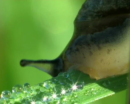 The snail creeps on a grass Видео 671442