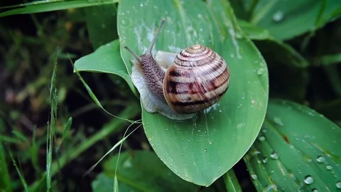 Snail creeps on green leaf Stock Footage 75771373