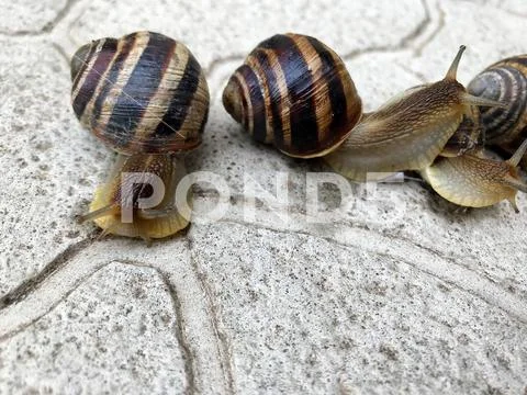 A snail creeps on the ground. Stock Photos
