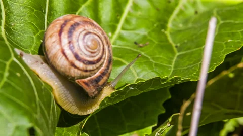 Snail Creeps On a Leaf close up 스톡 동영상 59548915