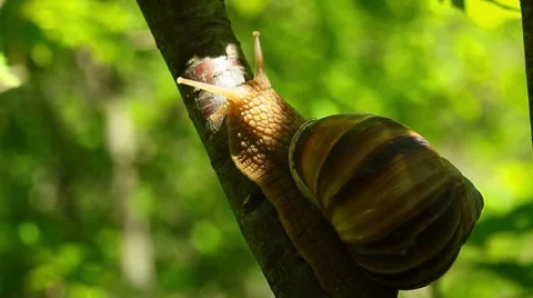 Snail creeps on a tree - timelapse Stock Footage 7134083