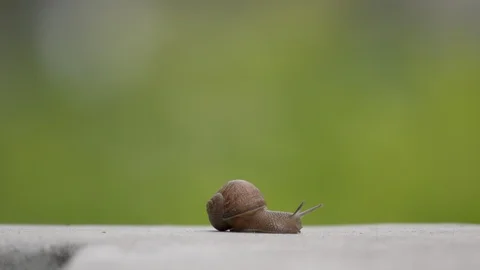 Snail Crosses the Sidewalk (4K) Stock Footage 89720786