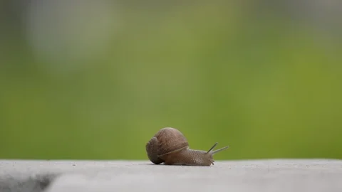 Snail Crosses the Sidewalk - Slow Motion (4K) Stock Footage 89729376