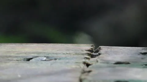 Snail Crossing Stock Footage 12211854