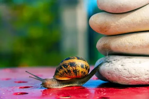 Snail from crossing an obstacle Stock Photos