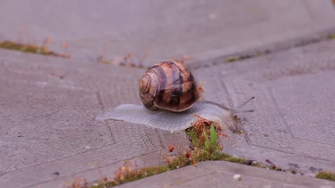 Snail is crossing the street Video stock 76250333