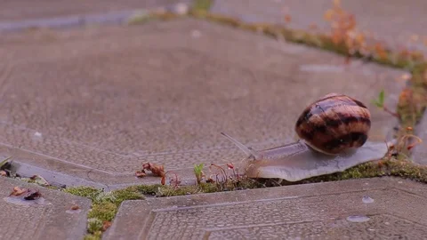 Snail is crossing the street Stock Footage 76250666