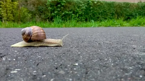 Snail is crossing the street Stock Footage