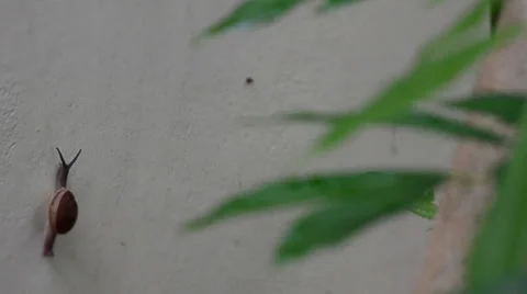 Snail crossing the wall Stock Footage 35188208