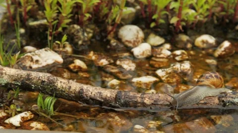 Snail crossing water Stock-Footage 63505907