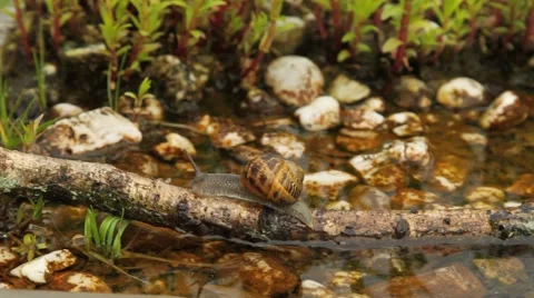 Snail crossing water Stock-Footage 63506048