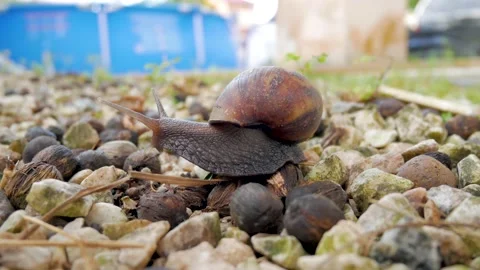 Snail crwaling on rocks an grass Stock Footage 168388592