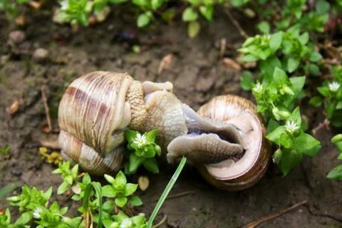 Snail dance Stock Photos