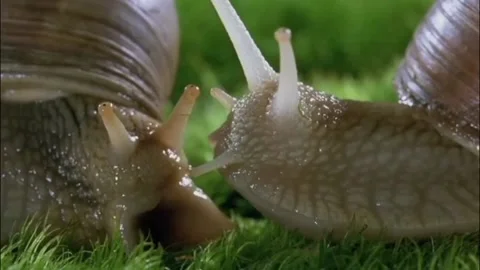 The snail is dancing with a real partner Stock Footage 205983991
