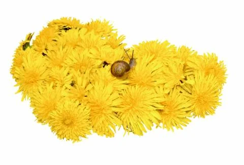 Snail in dandelions Stock Photos