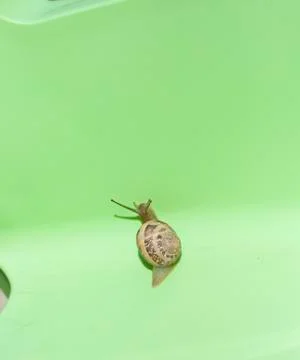 Snail on dead end Stock Photos
