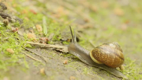 Snail in deciduous forest 스톡 동영상 85996483