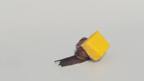 Snail delivering a parcel, on a white background 스톡 동영상 311027306