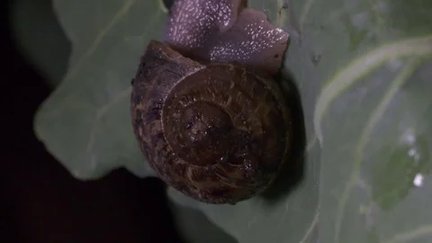 Snail devouring  cabbage leaf Video stock 83137514