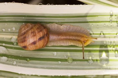 Snail on a Dew Covered Green Leaf 库存照片