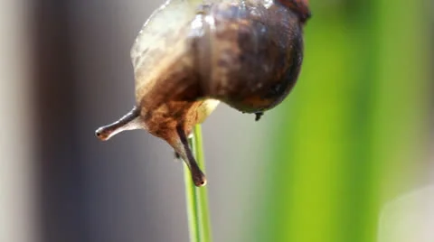 Snail on dewy grass Video stock 23167134