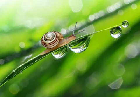 Snail on dewy grass Stock Photos
