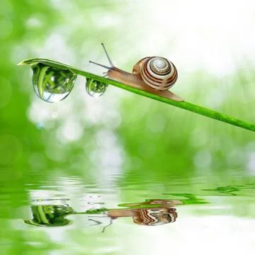 Snail on dewy grass Stock Photos