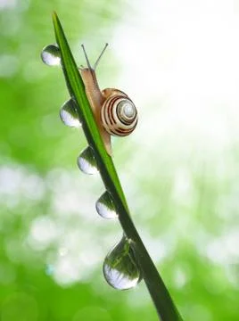 Snail on dewy grass Stock Photos