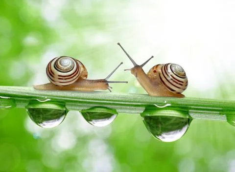 Snail on dewy grass Stock Photos