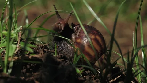 Snail in Dirt and Grass 스톡 동영상 87235892