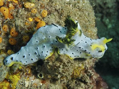 Snail with dotted pattern and yellow accents, grey banana nudibranch (Notodoris Stock Photos