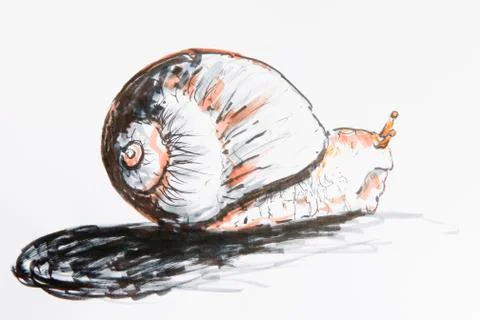 Snail, drawing Stock Illustration