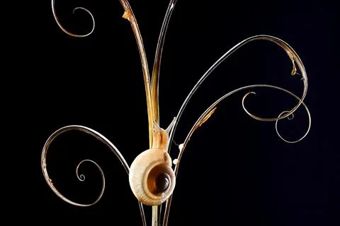 Snail on a dried grass Foto stock