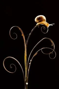 Snail on a dried grass Stock Photos