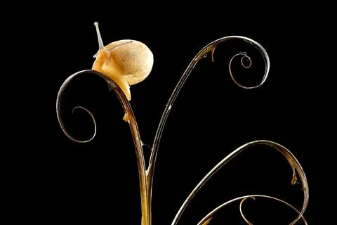 Snail on a dried grass Stockfoto's
