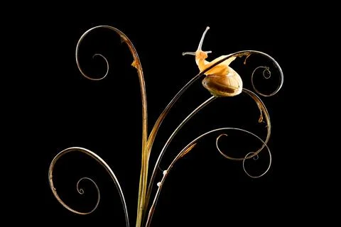 Snail on a dried grass Foto stock