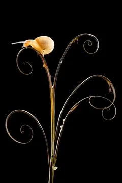 Snail on a dried grass Stock Photos