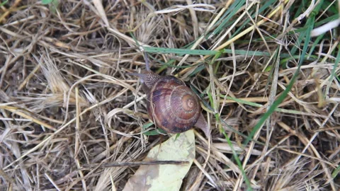 Snail in dry grass Stock Footage 96339793